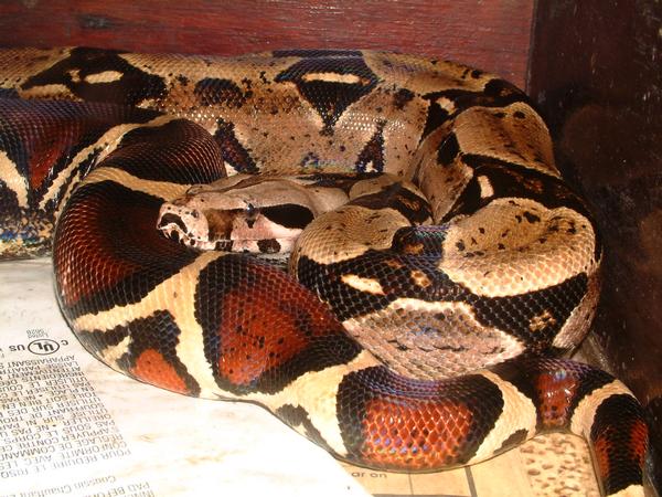 02 Suriname Red Tail Boa