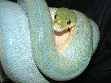02 Female Blue Serong Green Tree Python