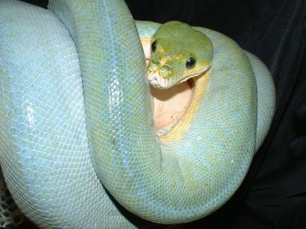 02 Female Blue Serong Green Tree Python