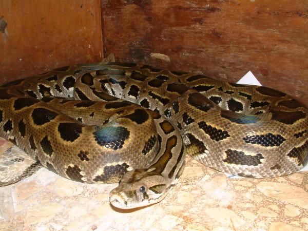 02 Female Leopard Burm about 9'
