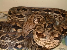 02 Female Dumerils Boa