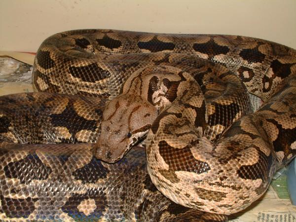 02 Female Dumerils Boa