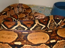 03 Female Pastel Boa