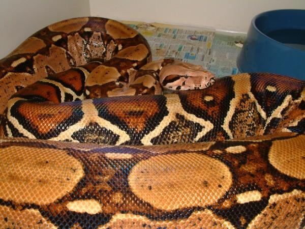 03 Female Pastel Boa