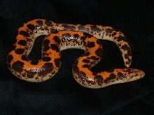 03 Male Kenya Sand Boa