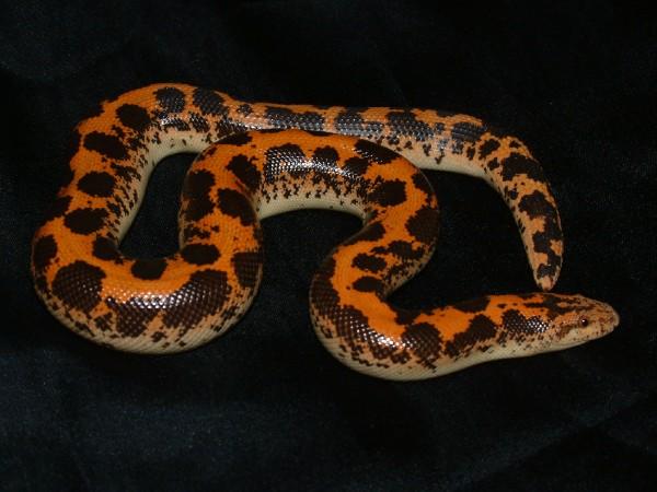 03 Male Kenya Sand Boa