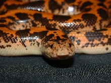 03 Male Kenya Sand Boa