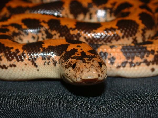 03 Male Kenya Sand Boa