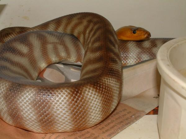 03 Male Woma