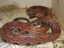 03 Brazilian Rainbow Boa
