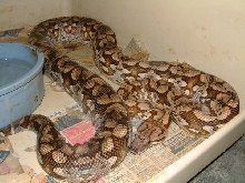 03 Male Dumerils Boa