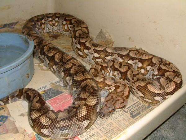 03 Male Dumerils Boa