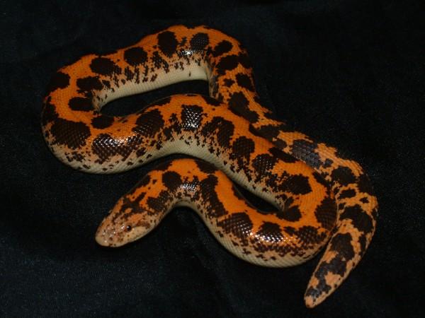 03 Male Kenya Sand Boa