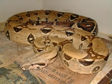 04 Bone White Pastel Boa