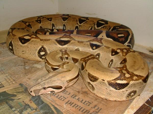 04 Bone White Pastel Boa