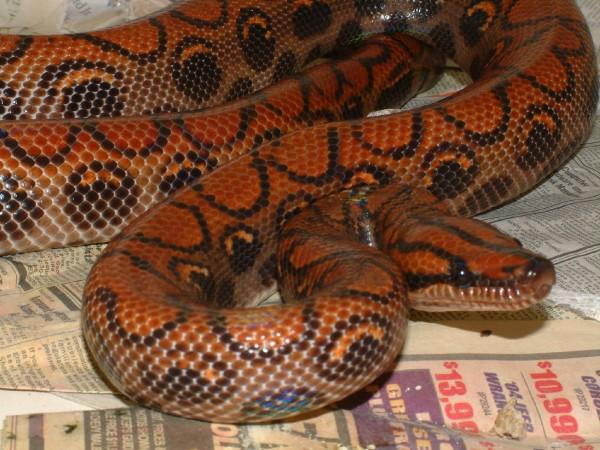04 Female Brazilian Rainbow Boa