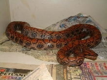 04 Female Brazilian Rainbow Boa