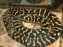 04 Female Jungle Carpet