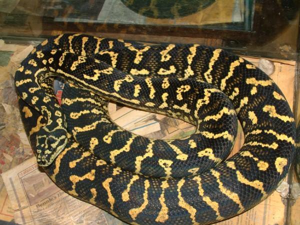 04 Female Jungle Carpet
