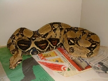 04 Female Pastel Boa