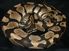 04 Male High Contrast Banded Ball