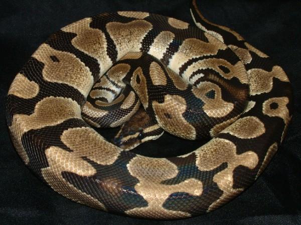 04 Male High Contrast Banded Ball