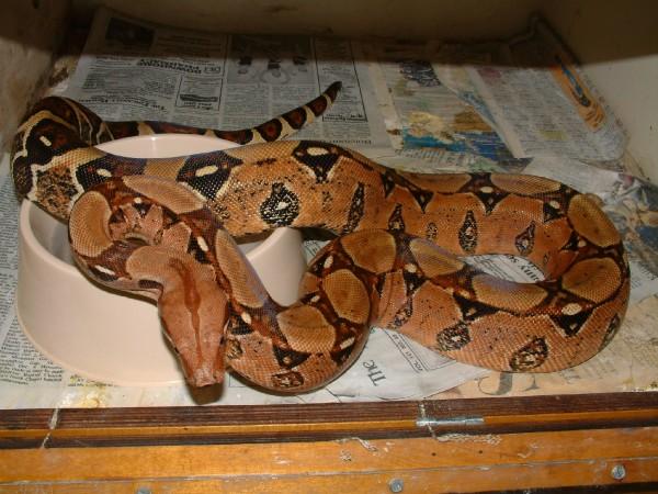 04 Male Pastel Boa