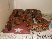 04 Female Brazilian Rainbow Boa