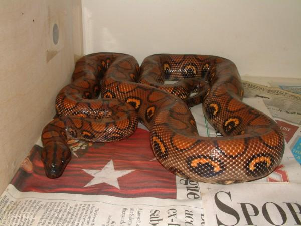 04 Female Brazilian Rainbow Boa