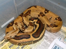 05 Female Abberant Pastel Boa
