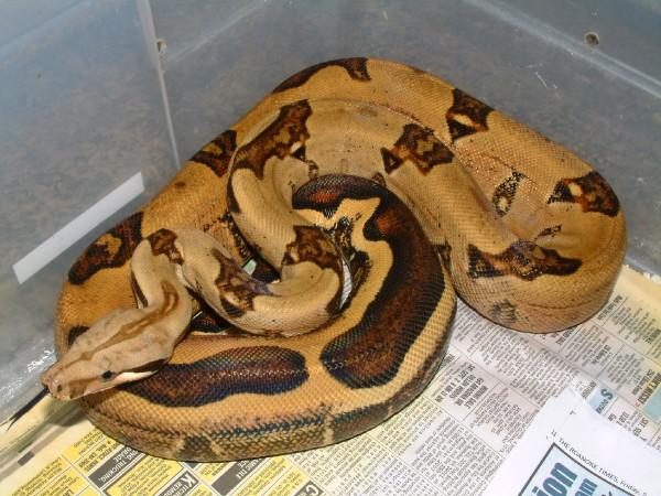 05 Female Abberant Pastel Boa
