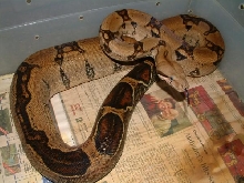 05 Female Abberant Pastel Boa
