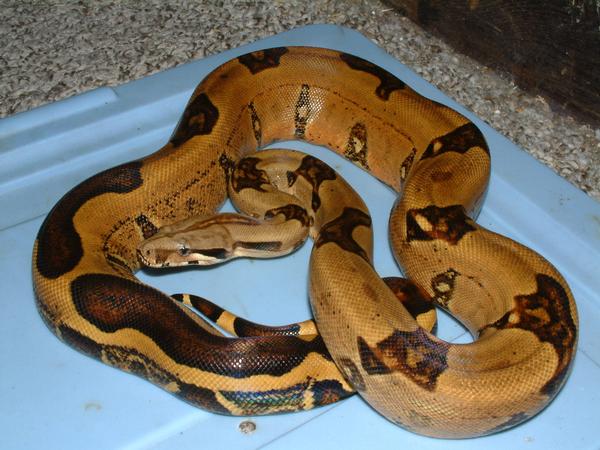 05 Female Abberrant Boa