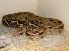 05 Female Boa