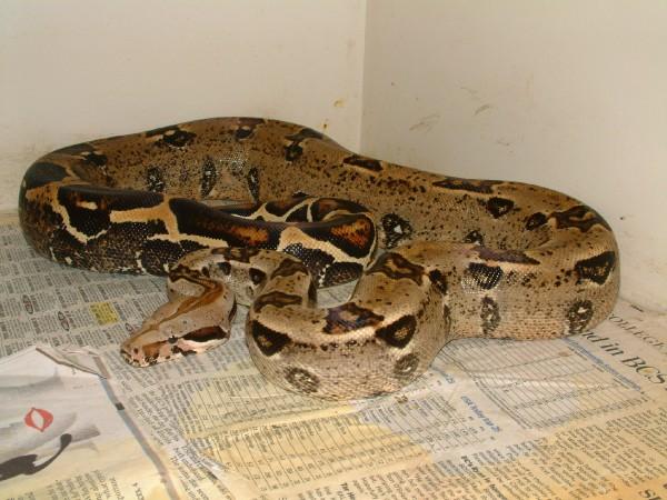 05 Female Boa