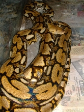 05 Female Het Albino Tiger 12'