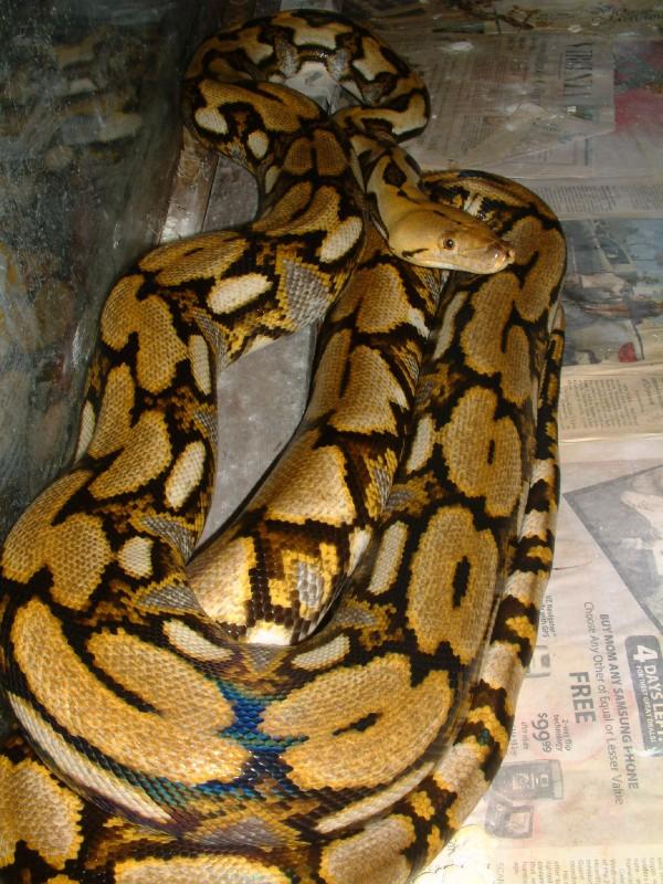 05 Female Het Albino Tiger 12'