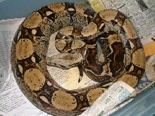 05 Female Jungle Sib