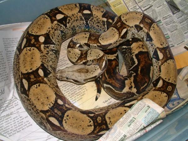 05 Female Jungle Sib