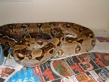 05 Female Mexican Boa