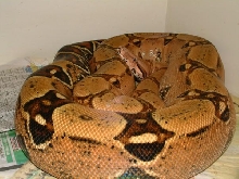 05 Female Pastel