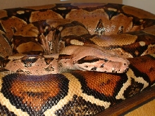 05 Female Pastel 2