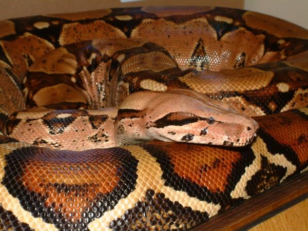 05 Female Pastel 2