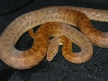 05 Female Red Desert Phase Childrens Python