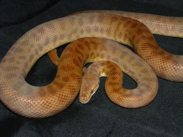05 Female Red Desert Phase Childrens Python