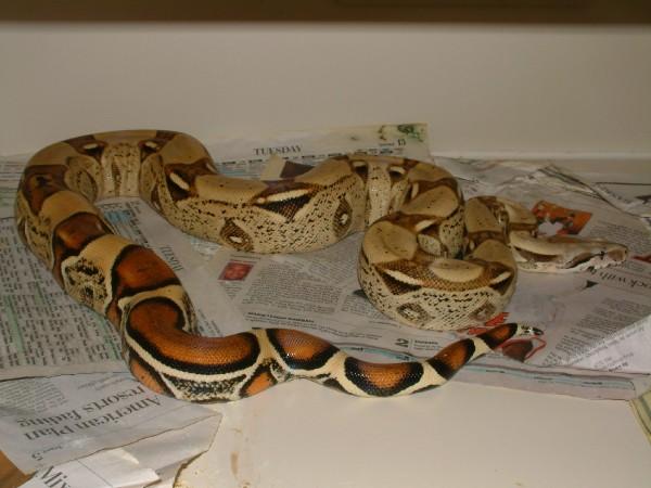 05 Male Harlequin