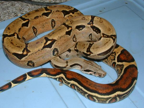 05 Male Strip Tail Boa
