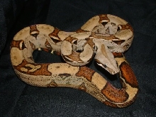 06 Female Harlequin