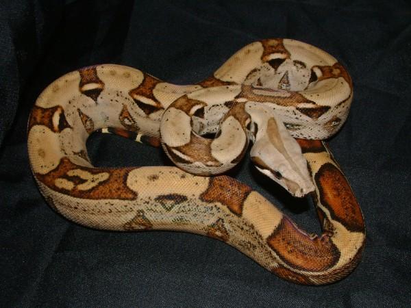 06 Female Harlequin