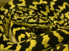 06 Female Jungle Carpet